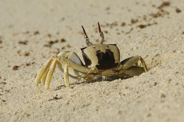Horn-eyed ghost crab, Ocypode cerathopthalma.