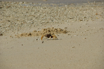 Horn-eyed ghost crab, Ocypode cerathopthalma.