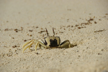 Horn-eyed ghost crab, Ocypode cerathopthalma.