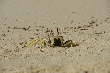 Horn-eyed ghost crab, Ocypode cerathopthalma.