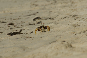Horn-eyed ghost crab, Ocypode cerathopthalma.