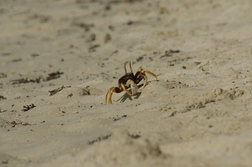 Horn-eyed ghost crab, Ocypode cerathopthalma.