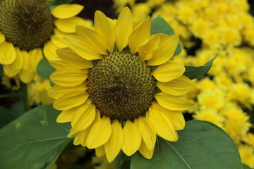 Obraz premium sunflower in the garden