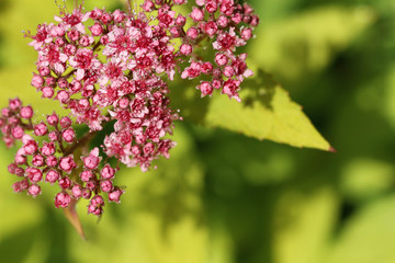 red little flowers on green background