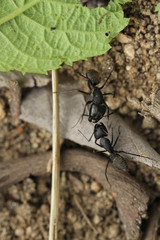 two ants are fighting