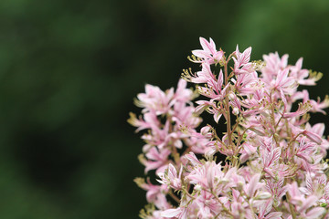 wild purple flowers