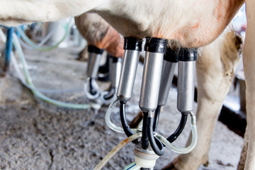 Cow milking facility and mechanized milking equipment. dairy farm