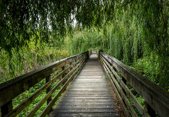 Peaceful wooden boardwalk in the woods, going under a weeping willow tree


