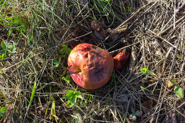 overripe colorful apple fruit © rudolfgeiger