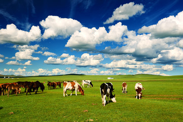 The cattle on the Hulunbuir summer grassland.