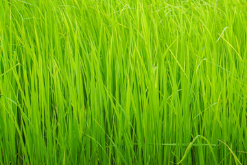 close up light green rice grow in paddy farm in rainy season for harvest