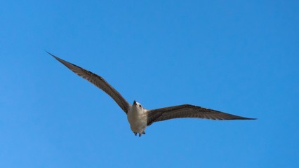 Seagulls is flying above the water of the Black Sea