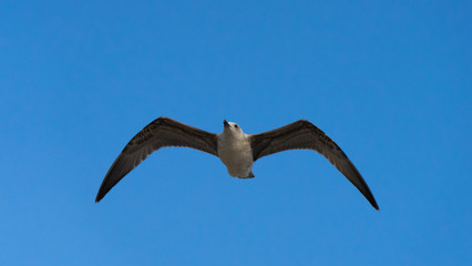 Seagulls is flying above the water of the Black Sea