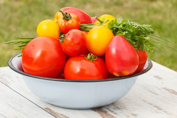 Tomatoes in metal bowl with green parsley in garden