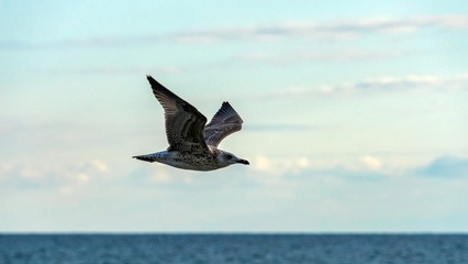 Seagulls is flying above the water of the Black Sea