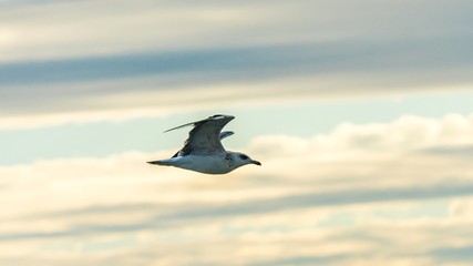Seagulls is flying above the water of the Black Sea