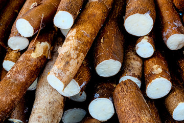 Cassava, also called manioc, yuca, balinghoy, mogo, mandioca, kamoteng kahoy, tapioca and manioc...