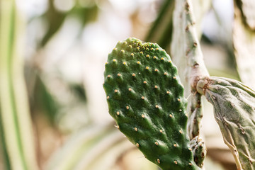 Cactus of growing with sunlight.