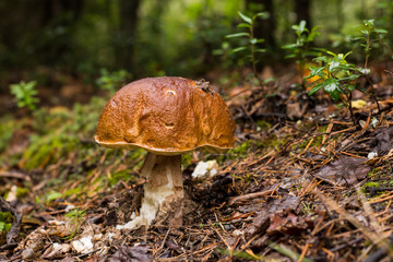 beautiful mushroom in the autumn afternoon