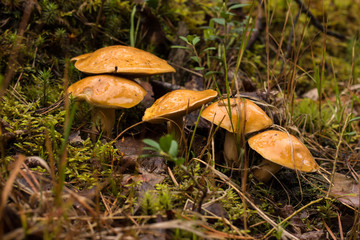 a family of mushrooms on a fringe in the autumnal day