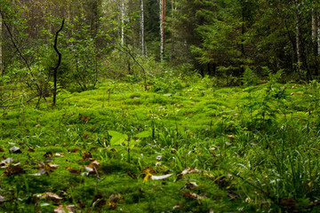 beautiful glade with emerald grass