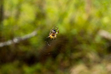 The spider drags the spoil into the web