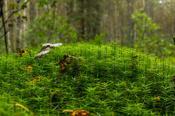 beautiful glade with emerald grass