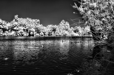 Palm Lagoon in Infrared