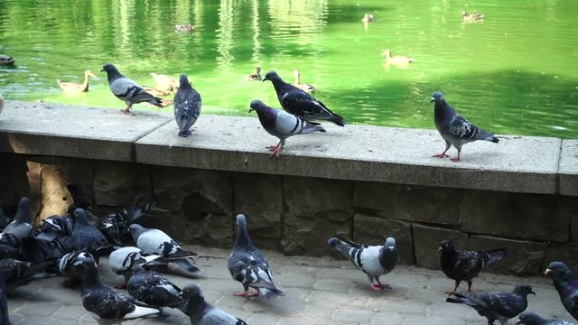 	Pigeon near a pond.	Slow motion.	