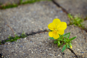 Small pansy peeking up from between paving stones; yellow flower growing through paving stones and bursting into bloom