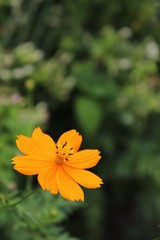夏の黄色いコスモス
