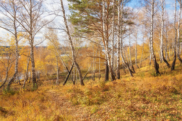 Fototapeta na wymiar Fall Landscape: Birch Forest with Golden Foliage on River Bank at Sunny Day in September