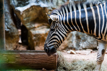 Zebra in Zoo