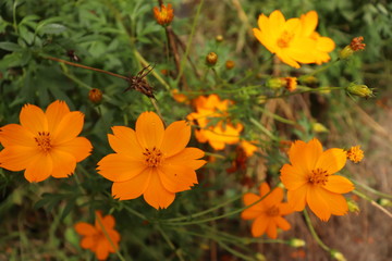 野生のコスモス