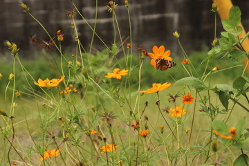 野生のコスモス