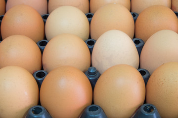 Close up Fresh chicken eggs in the package