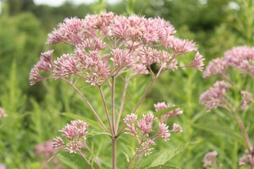 Peaceful Plant