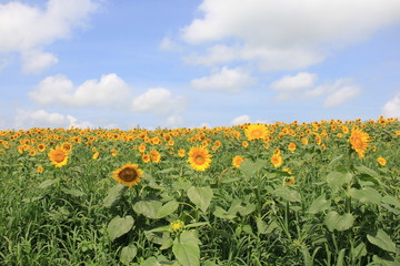 満開のひまわり畑(宮城県)