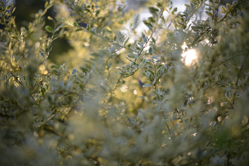 fern closeup