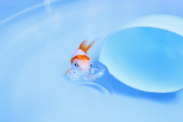 金魚