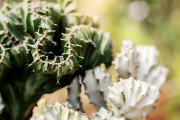 Cactus with sunlight.