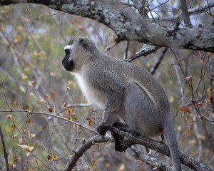 Vervet Monkey, Karangwe