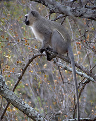 Vervet Monkey Perched.