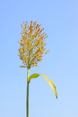 Sorghum spike in the blue sky background