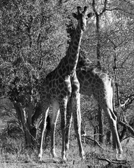 Giraffe On Guard, South Africa