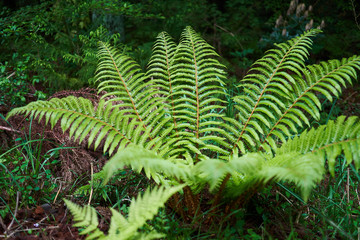 Macro shot of sword shaped green fern in Saryuni Forest in Jeju Island, South Korea.