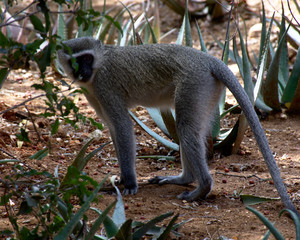 Vervet Monkey, South Africa