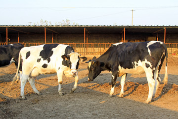Cows on a farm, livestock breeding industry