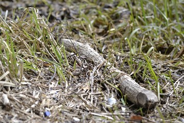 Трава на берегу реки