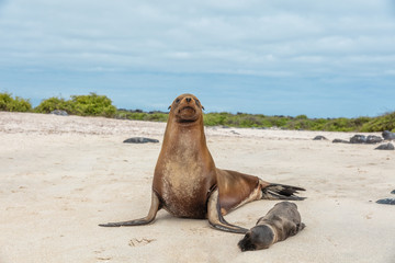 Galapagos islands wildlife female sea lion mom with baby cub sleeping on Espanola island cruise...
